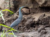 Nacktkehl Tigerreiher am steileren Flußufer
